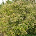 Photinia serratifolia P16 (2)